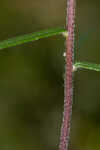 Florida false sunflower